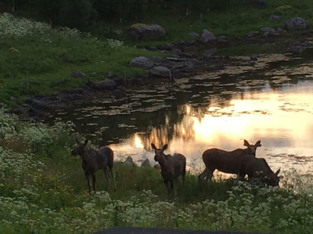 Prima Lofoten Myrland المظهر الخارجي الصورة